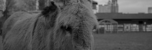 Surrey Docks Farm by Michael La Rocca
