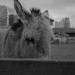 Surrey Docks Farm by Michael La Rocca