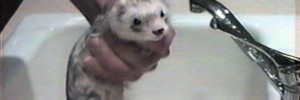 A ferret reluctantly takes a bath in a 1996 informational video called 'Ferret Fun and Fundamentals'. Courtesy of the Found Footage Festival, details below.