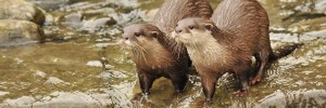 London Wetland Centre Otters. Photo by Norman Carter