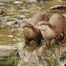 London Wetland Centre Otters. Photo by Norman Carter