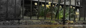 daffodils_bunhill_fields