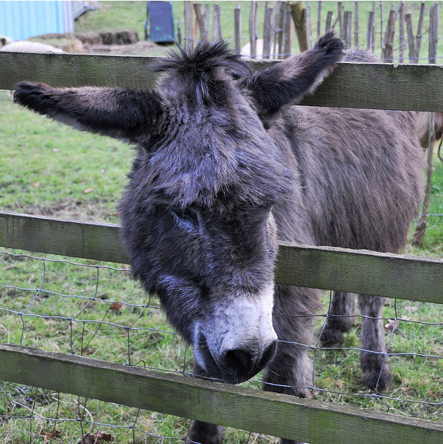Hackney City Farm donkey by McTumshie