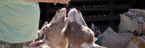 Feeding time at Surrey Docks Farm, one of the many city farms which keep goats.