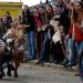 goatracing