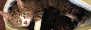 CHATcat_190413