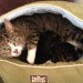CHATcat_190413
