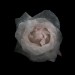Glass, 2012 by Alexander James