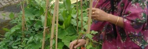 Sajeda with her runner beans