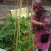 Sajeda with her runner beans Sajeda with her runner beans