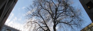 A nicely framed tree off Cheapside.