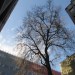A nicely framed tree off Cheapside.