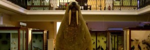 The Horniman's famous walrus. Photo courtesy of the Horniman Museum and Gardens