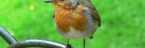 Robin