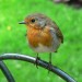 Robin Robin