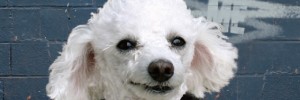 peggy