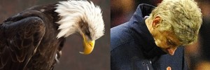 Bald eagles that look like Arsene Wenger