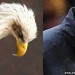 Bald eagles that look like Arsene Wenger Bald eagles that look like Arsene Wenger
