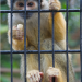 A Squirrel Monkey in London Zoo