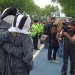 badgers badgers