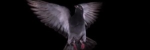 pigeonslomovideo
