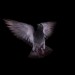 pigeonslomovideo