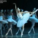 swanlake
