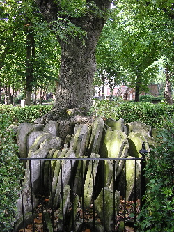 The Hardy Tree