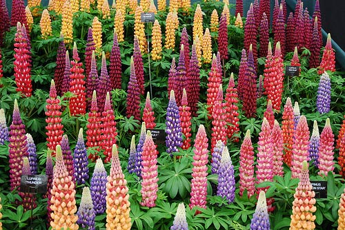 lupins.jpg