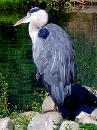 Greyheron.jpg