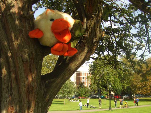 Primrosebird.jpg