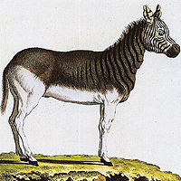 quagga_sketch.jpg