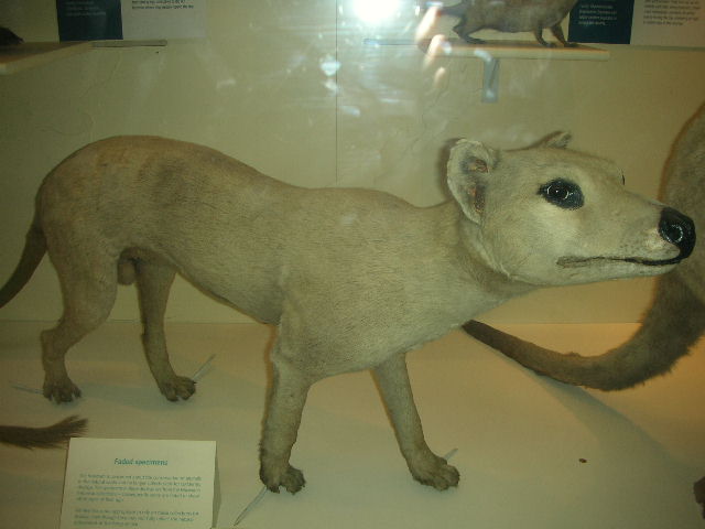 thylacine