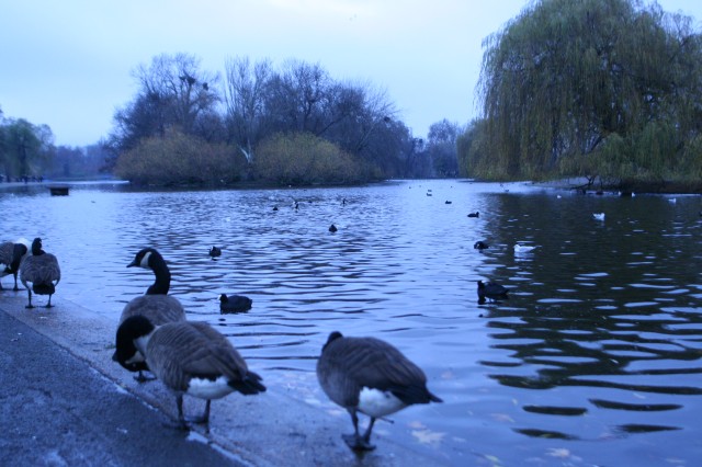regentsparklake.jpg