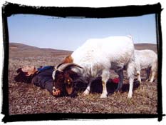 two_great_sheep.jpg