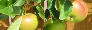 Apples starting to blush