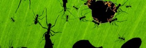 A marvel of ants. Â© Bence MÃ¡tÃ© / Veolia Environnement Wildlife Photographer of the Year 2010.