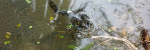 The pond is teeming with frogspawn and several frogs and newts came out to say hello