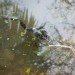 16752_SBLI_frog The pond is teeming with frogspawn and several frogs and newts came out to say hello