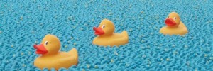 10003_duck1