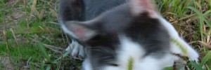 11118_CATch_AT