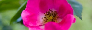 Wild rose Dean Nicholas