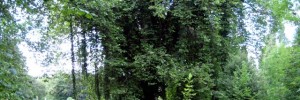 13750_Brockwell_elvishtree
