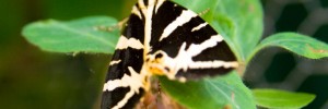 14078_nunhead8