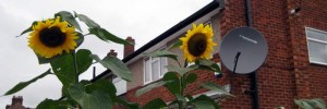 Waltham Cross sunflowers