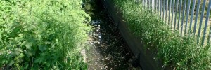 The Norwood Brook, a tributary of the Wandle