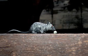 Thames Water's pet rat. A plastic fellow known as Roland. Real rats are rarely seen in the major sewers.
